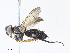  ( - CBG-A04527-D11)  @11 [ ] CreativeCommons - Attribution Share - Alike (2023) CBG Photography Group Centre for Biodiversity Genomics