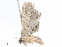  ( - CBG-A04527-H04)  @11 [ ] CreativeCommons - Attribution Share - Alike (2023) CBG Photography Group Centre for Biodiversity Genomics