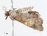  (Dismidila Malaise3697 - CBG-A04528-A01)  @11 [ ] CreativeCommons - Attribution Share - Alike (2023) CBG Photography Group Centre for Biodiversity Genomics