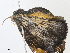  (Eusarca Malaise7928 - CBG-A04528-C12)  @11 [ ] CreativeCommons - Attribution Share - Alike (2023) CBG Photography Group Centre for Biodiversity Genomics