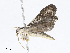  ( - CBG-A04529-C06)  @11 [ ] CreativeCommons - Attribution Share - Alike (2023) CBG Photography Group Centre for Biodiversity Genomics