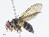  ( - CBG-A04529-D03)  @11 [ ] CreativeCommons - Attribution Share - Alike (2023) CBG Photography Group Centre for Biodiversity Genomics