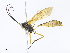  ( - CBG-A04529-D10)  @11 [ ] CreativeCommons - Attribution Share - Alike (2023) CBG Photography Group Centre for Biodiversity Genomics