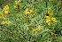  (Senna alexandrina - SAC025)  @11 [ ] CIMAP Herbarium (2014) Dr. V. Sundaresan, Priyanka Mishra Central Institute of Medicinal and Aromatic Plants