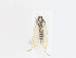  ( - CBG-A13322-C02)  @11 [ ] CreativeCommons - Attribution Share - Alike (2023) CBG Photography Group Centre for Biodiversity Genomics