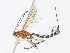  ( - CBG-A13322-D12)  @11 [ ] CreativeCommons - Attribution Share - Alike (2023) CBG Photography Group Centre for Biodiversity Genomics