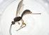  (doryMalaise01 Malaise0694 - CBG-A14399-G01)  @11 [ ] CreativeCommons - Attribution Share - Alike (2023) Centre for Biodiversity Genomics Centre for Biodiversity Genomics