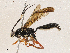  ( - CBG-A04585-C03)  @11 [ ] CreativeCommons - Attribution (2023) CBG Photography Group Centre for Biodiversity Genomics