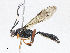  ( - CBG-A05438-G06)  @11 [ ] CreativeCommons - Attribution (2023) CBG Photography Group Centre for Biodiversity Genomics