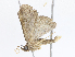  (Ostha Malaise7950 - CBG-A06262-A02)  @11 [ ] CreativeCommons - Attribution Share - Alike (2023) CBG Photography Group Centre for Biodiversity Genomics