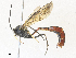  (Casinaria CAS-07 - CBG-A31839-C08)  @11 [ ] CreativeCommons - Attribution Share - Alike (2024) CBG Photography Group Centre for Biodiversity Genomics