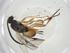  (Hypomicrogaster Whitfield32 - CBG-A31900-C02)  @11 [ ] CreativeCommons - Attribution Share - Alike (2024) Centre for Biodiversity Genomics Centre for Biodiversity Genomics