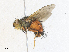  ( - CBG-A33507-H01)  @11 [ ] CreativeCommons - Attribution Share - Alike (2024) CBG Photography Group Centre for Biodiversity Genomics