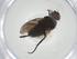  (Chaetostigmoptera Malaise4450 - CBG-A33871-F07)  @11 [ ] CreativeCommons - Attribution Share - Alike (2024) Centre for Biodiversity Genomics Centre for Biodiversity Genomics