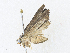  ( - CBG-A36738-B12)  @11 [ ] CreativeCommons - Attribution Share - Alike (2024) CBG Photography Group Centre for Biodiversity Genomics