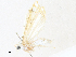  ( - CBG-A36738-D10)  @11 [ ] CreativeCommons - Attribution Share - Alike (2024) CBG Photography Group Centre for Biodiversity Genomics