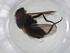  (Phytomyptera Malaise4237 - CBG-A11397-B12)  @11 [ ] CreativeCommons - Attribution Share - Alike (2023) Centre for Biodiversity Genomics Centre for Biodiversity Genomics