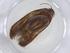  (Hypatopa tapadulcea - CBG-A11424-F09)  @11 [ ] CreativeCommons - Attribution Share - Alike (2023) Centre for Biodiversity Genomics Centre for Biodiversity Genomics