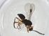  (Centistes Malaise7657 - CBG-A11714-F11)  @11 [ ] CreativeCommons - Attribution Share - Alike (2023) Centre for Biodiversity Genomics Centre for Biodiversity Genomics
