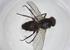  (Phytomyptera Janzen4236 - CBG-A11743-H10)  @11 [ ] CreativeCommons - Attribution Share - Alike (2023) Centre for Biodiversity Genomics Centre for Biodiversity Genomics