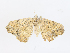  ( - CBG-A13231-A03)  @11 [ ] CreativeCommons - Attribution Share - Alike (2023) CBG Photography Group Centre for Biodiversity Genomics