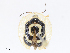  ( - CBG-A13231-G06)  @11 [ ] CreativeCommons - Attribution Share - Alike (2023) CBG Photography Group Centre for Biodiversity Genomics