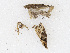  ( - CBG-A13232-D07)  @11 [ ] CreativeCommons - Attribution Share-Alike (2023) CBG Photography Group Centre for Biodiversity Genomics