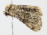  ( - CBG-A13232-E10)  @11 [ ] CreativeCommons - Attribution Share-Alike (2023) CBG Photography Group Centre for Biodiversity Genomics