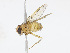  (Ormia Malaise7630 - CBG-A13232-G10)  @11 [ ] CreativeCommons - Attribution Share-Alike (2023) CBG Photography Group Centre for Biodiversity Genomics