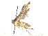  (spiloMalaise01 Malaise9395 - CBG-A13285-B02)  @11 [ ] CreativeCommons - Attribution (2023) CBG Photography Group Centre for Biodiversity Genomics