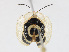  ( - CBG-A13285-C07)  @11 [ ] CreativeCommons - Attribution Share-Alike (2023) CBG Photography Group Centre for Biodiversity Genomics