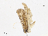  ( - CBG-A13298-A07)  @11 [ ] CreativeCommons - Attribution Share - Alike (2023) CBG Photography Group Centre for Biodiversity Genomics