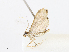  ( - CBG-A13298-A08)  @11 [ ] CreativeCommons - Attribution Share - Alike (2023) CBG Photography Group Centre for Biodiversity Genomics