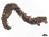  ( - CBG-A13301-H10)  @11 [ ] CreativeCommons - Attribution Share - Alike (2023) CBG Photography Group Centre for Biodiversity Genomics