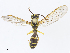  ( - CBG-A10807-C10)  @11 [ ] CreativeCommons - Attribution Share - Alike (2023) CBG Photography Group Centre for Biodiversity Genomics