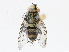  (Hyphantrophaga hazelcambroneroae - CBG-A10807-D09)  @11 [ ] CreativeCommons - Attribution Share - Alike (2023) CBG Photography Group Centre for Biodiversity Genomics
