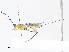  (Orgilus Malaise3386 - CBG-A10807-E12)  @11 [ ] CreativeCommons - Attribution Share - Alike (2023) CBG Photography Group Centre for Biodiversity Genomics