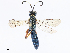  ( - CBG-A10812-H04)  @11 [ ] CreativeCommons - Attribution Share - Alike (2023) CBG Photography Group Centre for Biodiversity Genomics