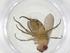  (Siphona Malaise2845 - CBG-A11951-D02)  @11 [ ] CreativeCommons - Attribution Share - Alike (2023) Centre for Biodiversity Genomics Centre for Biodiversity Genomics