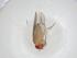  (Drosophila willistoni - CBG-A11972-D02)  @11 [ ] CreativeCommons - Attribution Share - Alike (2023) Centre for Biodiversity Genomics Centre for Biodiversity Genomics