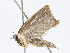  ( - CBG-A05384-B06)  @11 [ ] CreativeCommons - Attribution (2023) CBG Photography Group Centre for Biodiversity Genomics