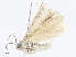  ( - CBG-A05384-C03)  @11 [ ] CreativeCommons - Attribution (2023) CBG Photography Group Centre for Biodiversity Genomics