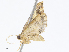  (Idaea Malaise4380 - CBG-A05384-C05)  @11 [ ] CreativeCommons - Attribution (2023) CBG Photography Group Centre for Biodiversity Genomics