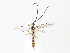  ( - CBG-A05385-D09)  @11 [ ] CreativeCommons - Attribution (2023) CBG Photography Group Centre for Biodiversity Genomics