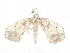  ( - CBG-A05385-H06)  @11 [ ] CreativeCommons - Attribution (2023) CBG Photography Group Centre for Biodiversity Genomics