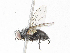  (Phytomyptera Janzen15 - CBG-A06256-C11)  @11 [ ] CreativeCommons - Attribution (2023) CBG Photography Group Centre for Biodiversity Genomics