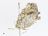  (Eusarca Malaise8509 - CBG-A06270-C02)  @11 [ ] CreativeCommons - Attribution (2023) CBG Photography Group Centre for Biodiversity Genomics