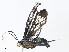  ( - CBG-A06270-C09)  @11 [ ] CreativeCommons - Attribution (2023) CBG Photography Group Centre for Biodiversity Genomics