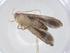  (gelMalaise01 Malaise8262 - CBG-A17224-F05)  @11 [ ] CreativeCommons - Attribution Share - Alike (2023) Centre for Biodiversity Genomics Centre for Biodiversity Genomics