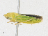  ( - CBG-A17525-E10)  @11 [ ] CreativeCommons - Attribution Share - Alike (2023) CBG Photography Group Centre for Biodiversity Genomics